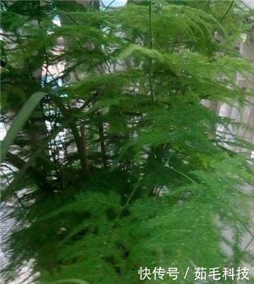 文竹|家里的文竹稀稀拉拉,真难看,用了这1东西,发疯的长,不黄叶