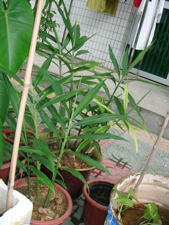 阳台上|一个废油桶里面丢一块姜,一年收获一大盆,省钱又好看