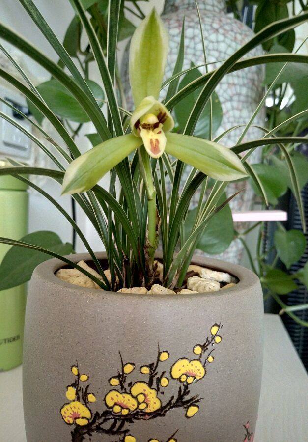 “珍品玫瑰”汤姆奥桑特，水果香味，淡雅秀美，喜欢玫瑰不妨试试