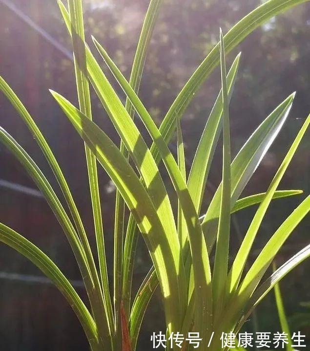 兰花新芽最怕什么兰友就是这四害!