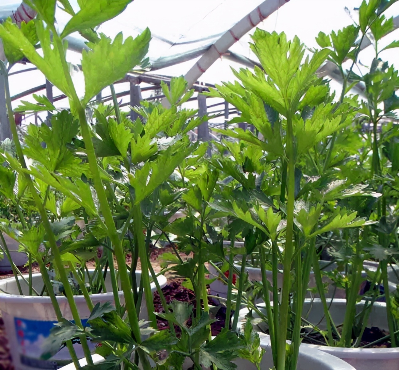 盘点5种适合家庭盆栽的蔬菜,可观赏也能食用,一举两得