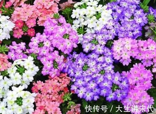 4种花是爆盆能手,懒人新手都能养好,满树都是花朵,漂亮极了