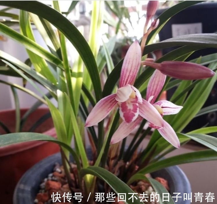 花卉|此款花卉,花开爆盆美如花,枝头窜满花苞,美