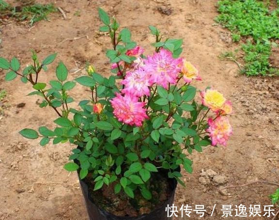 花朵|喜欢养花就盆栽月季,此款花期长、易爆盆,一株苗开出多色花