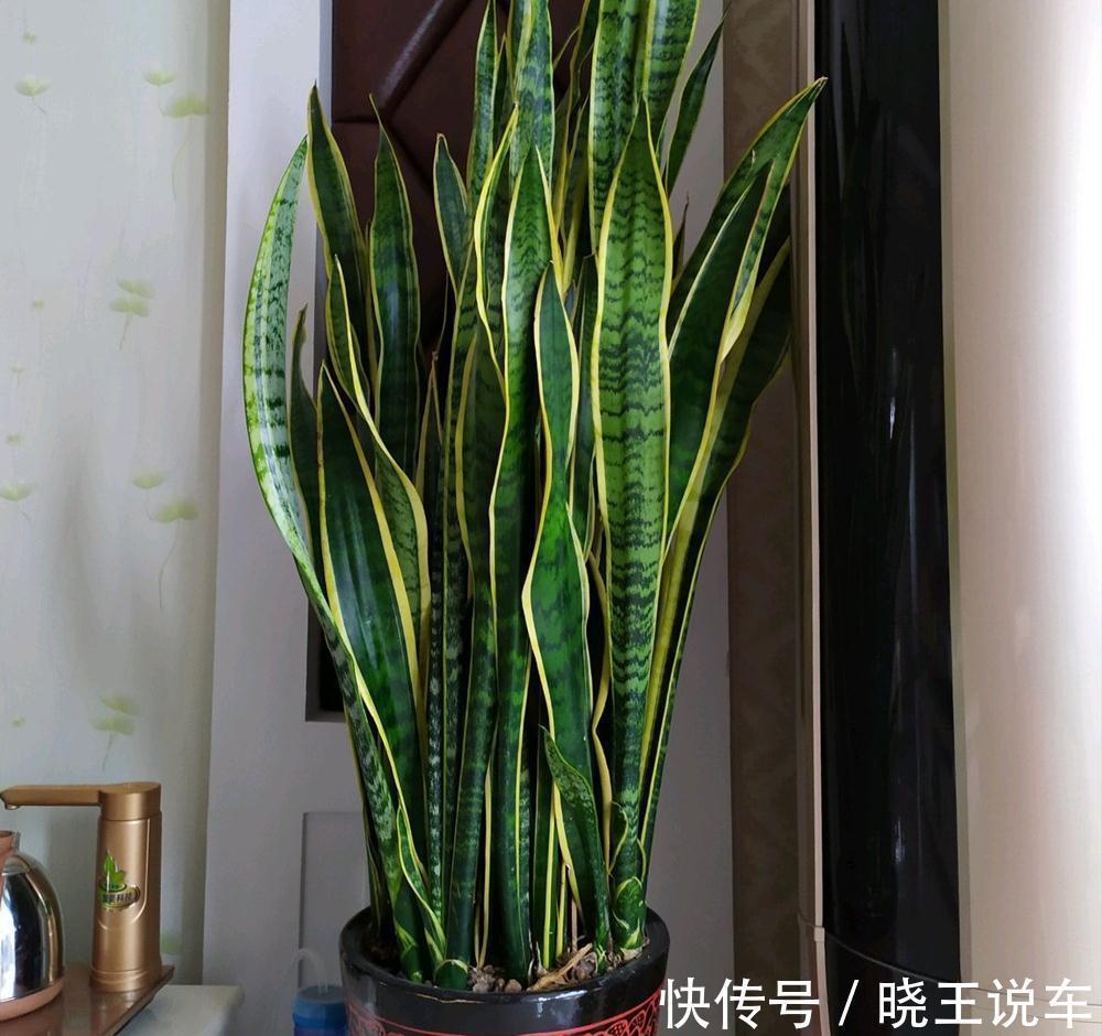 小芽|冬天虎皮兰,正在“虚弱期”,注意3个要点,小芽一个接一个