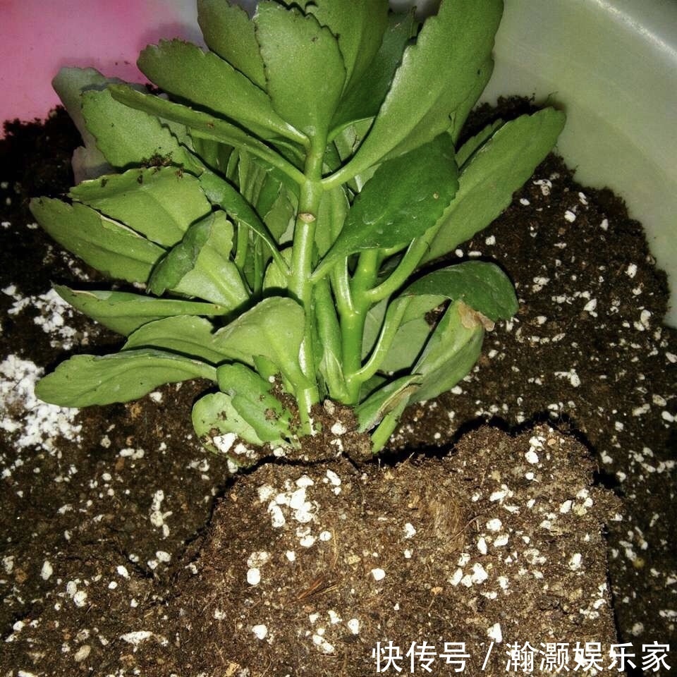 爆盆|让长寿花、天竺葵花朵开爆盆记住1个“时间表”，跟着学就行了