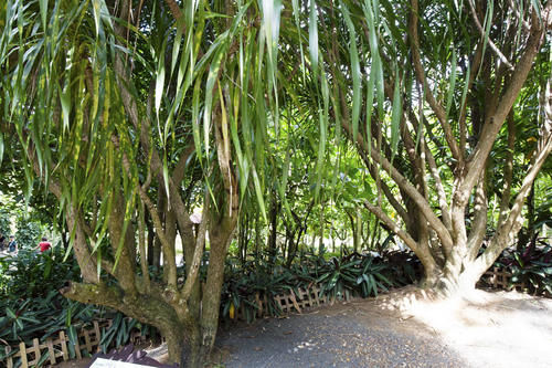 植物园|热带植物的百科全书，匪夷所思的植物王国，兴隆热带植物园