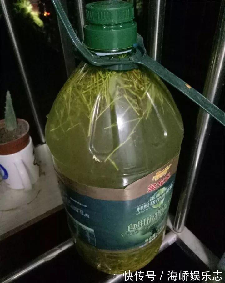 柳枝|它是天然“生根剂”，给花浇一点，根系壮猛发芽！