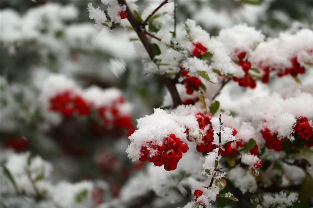 景区|惊艳！龙口南山景区迎初雪，这画面太美......