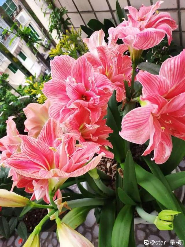 朱顶红美起来，就没其他花什么事儿，27个品种一个赛一个的美