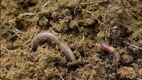 换盆的旧土里放点这个小东西,没想到变得比新土还要肥沃