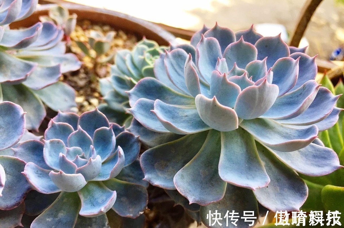 多肉|多肉多晒晒太阳,生长健壮,预防徒长不生病,养出一盆漂亮的多肉