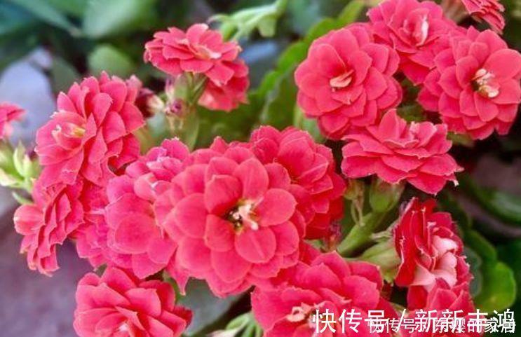 4种花美的出奇，不仅花好看，名字也好听，越养越喜欢