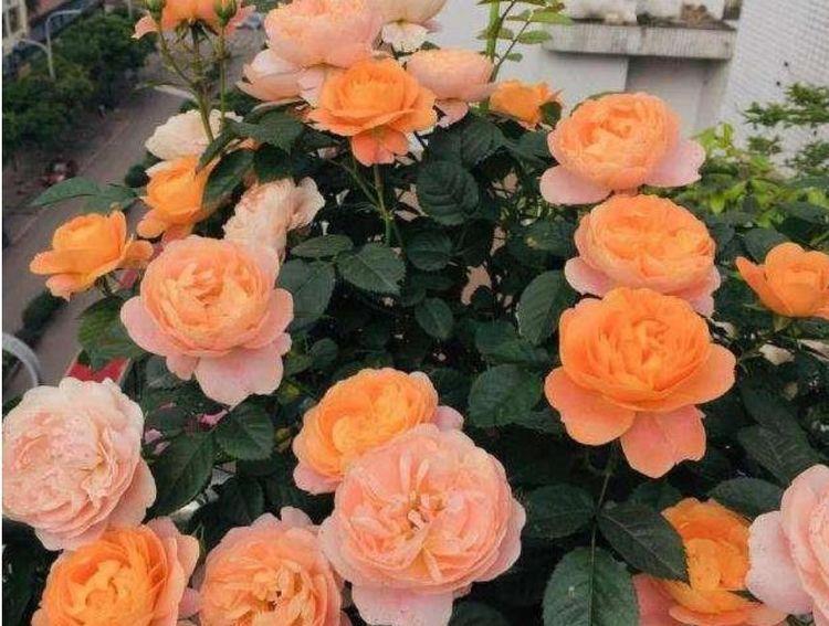 家养几种植物,阳台开出花海,开花特漂亮