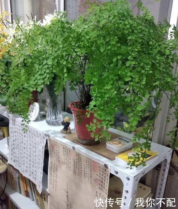 净化|最适合养在卫生间的花，一盆就能净化空气，赶紧养起来啦！