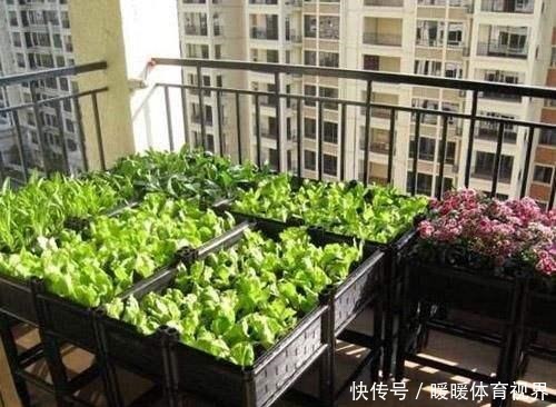 阳台还在晒衣服,拿来种菜可以吃上一整年,可香了!