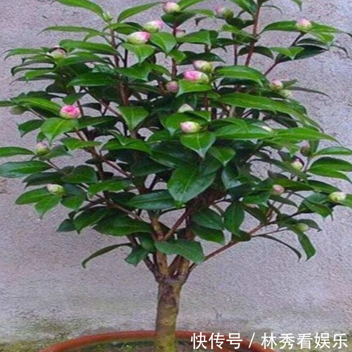 爆盆|栀子花、茶花不会养教你一招,轻松养“爆盆”,看完秒懂