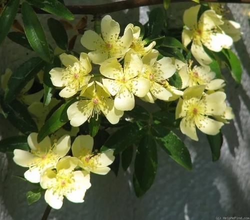 看完文章才知道,中国月季不止今天的美丽,还有辉煌的曾经