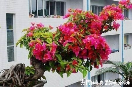 什么长寿花、富贵竹都不如养这“4种树”，寓意吉祥，越养越值钱！