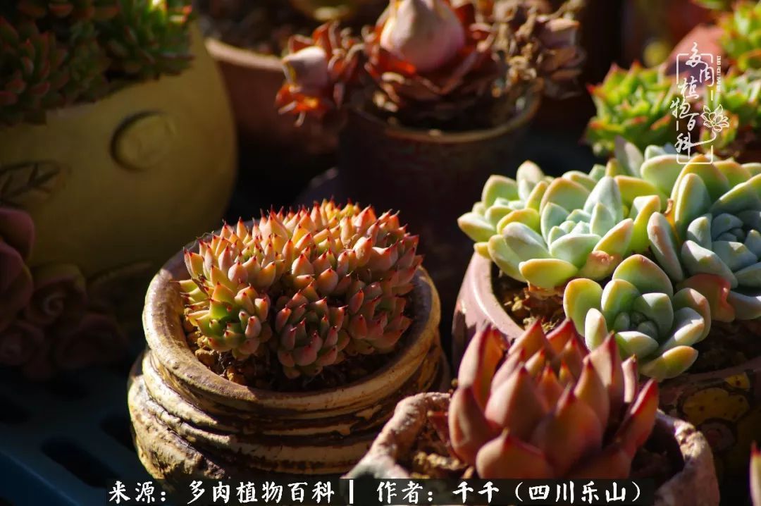 夏天日晒雨淋，秋老虎来势汹汹，你的多肉准备好逆袭了吗