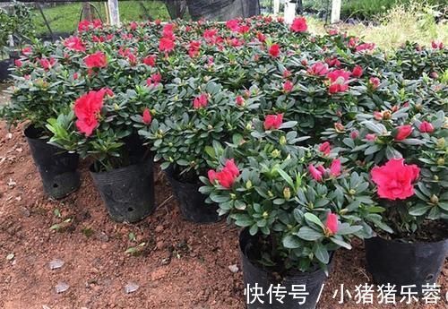 杜鹃花|1种花太“娇气”，虽然5元一盆，买回家难养活也是白扔钱