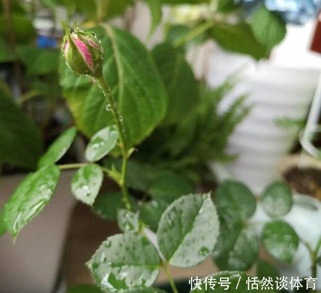 硫酸亚铁|5种“药”,过期也不要扔,兑水浇花,保花不生“虫和病”