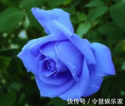 玫瑰花，最美的“4种”，随便养一盆，比香水好闻，比牡丹更好看