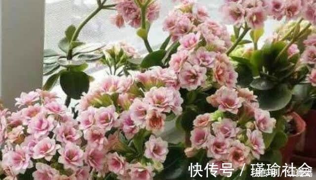 枝叶|长寿花开完花，马上给它做“3件事”，很快再次孕蕾开花