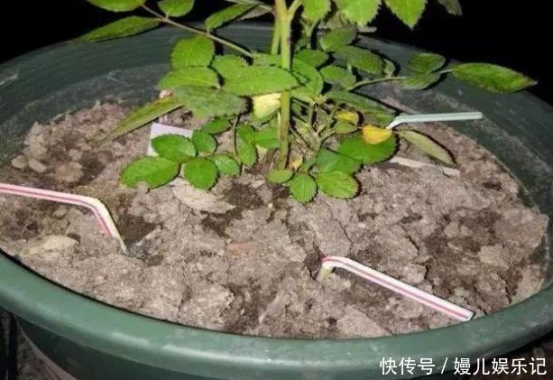 好处|旧筷子、吸管不要扔,插到花盆土里,对植物根好处多多