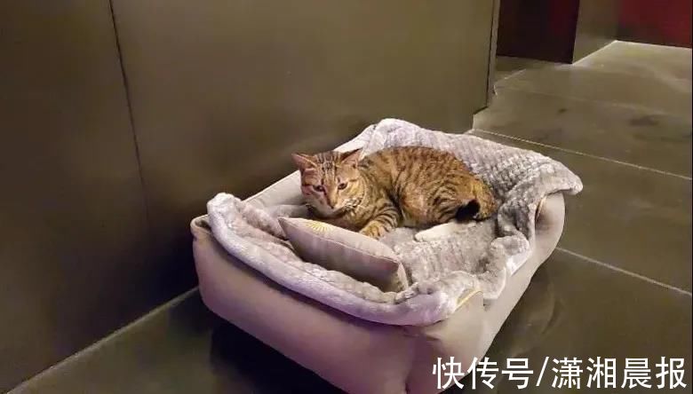 狂犬疫苗|广州一流浪猫被五星级酒店收留，网友：凭实力找到长期饭票