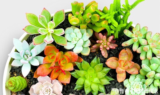 沙床|掉了的多肉叶片不要扔掉,自己在家繁殖多肉玩