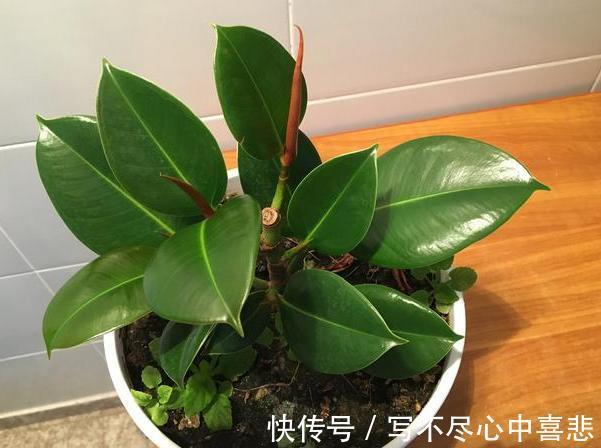 陶冶性情盆栽这5款植物，观赏价值高，新手都能轻松养活