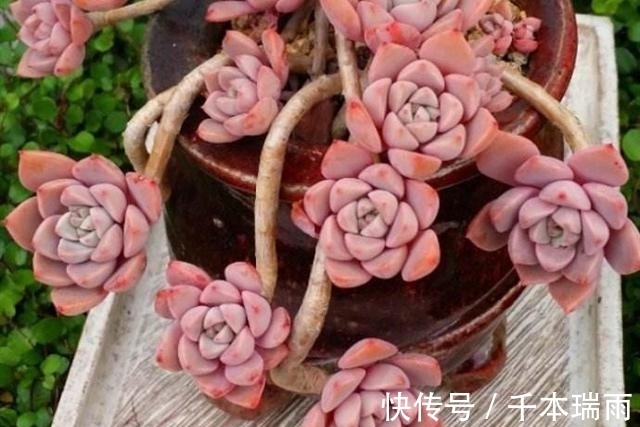 乌木|适合新手养护的4款经典多肉,便宜好养易上色,花友几乎都养过