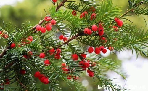 盆景|4种花,养成盆景高贵典雅,谁见了都夸美,值得拥有!
