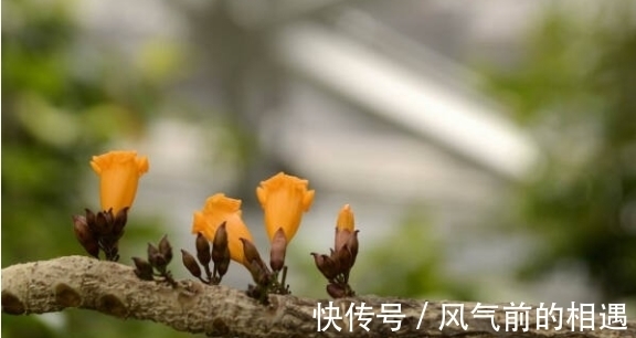 老鹰|它被哈尼族将其称之为''阿茨麻哈能''，傣族则称之为''埋糯比''