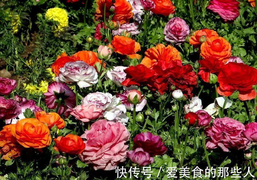 修剪|花像牡丹,叶子又像芹菜,这种花你见过吗