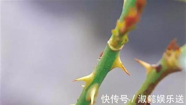 爆盆|适合新手的月季修剪方法，6张图就明白原理，开花爆盆就这么简单