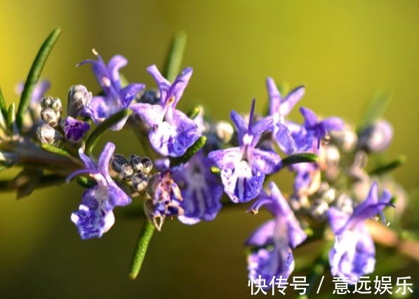 菊花|喜欢菊花，不妨养“精品玫瑰”假日公主，代表活力四射，金光灿灿