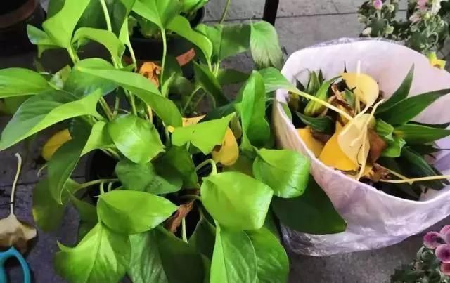 虎刺梅|5种花“寓意不好”,再喜欢也别养在“室内”,快搬出去吧