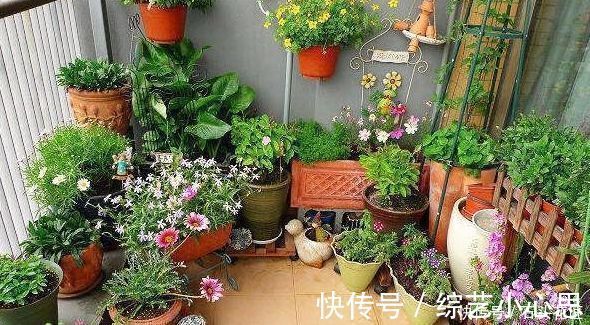 浇水|养花“干透浇透”你真的懂吗?很多人做错了,难怪盆土板结!