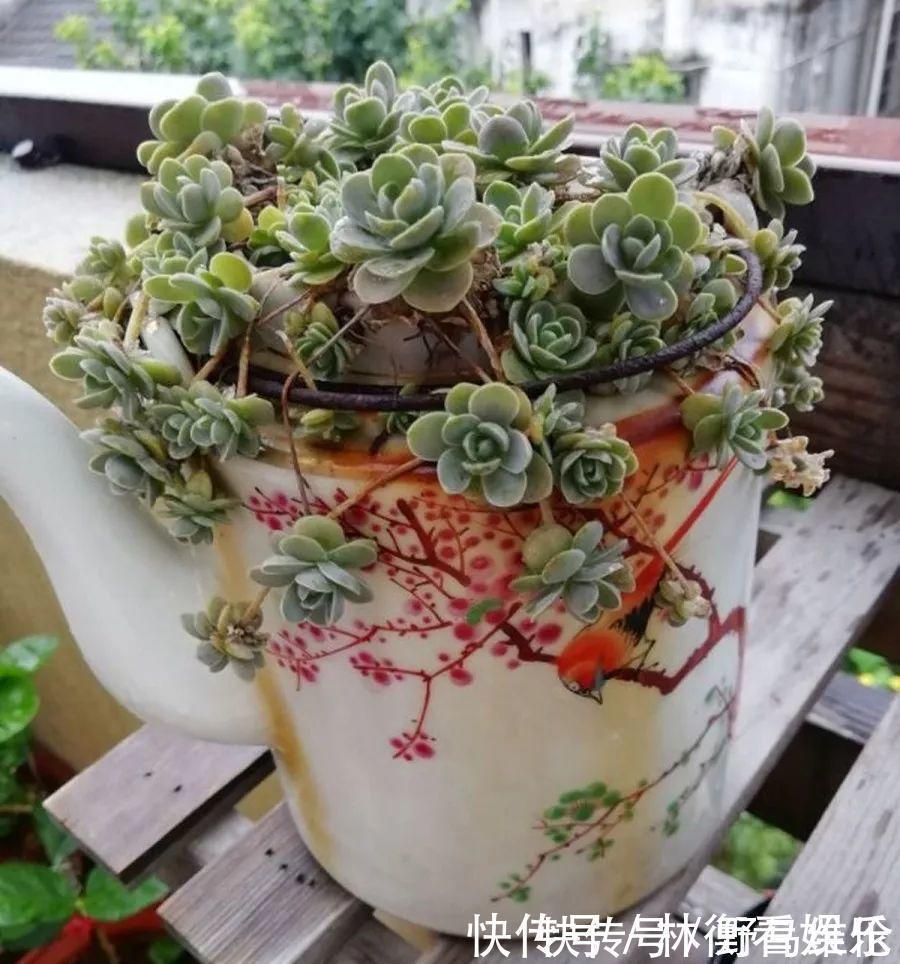 el多肉的花样养法,7种花盆全是自己造的,省钱又好用!