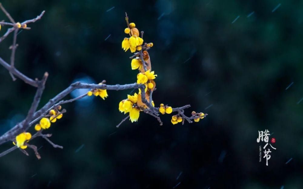 腊八节|十首腊八的诗词,品味诗书中的腊八节!
