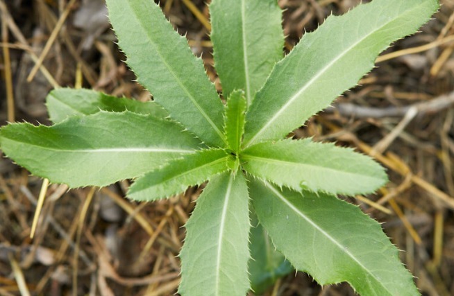 野菜|春天挖野菜，送你56种野菜大图片，带你见识不同的野菜和吃法