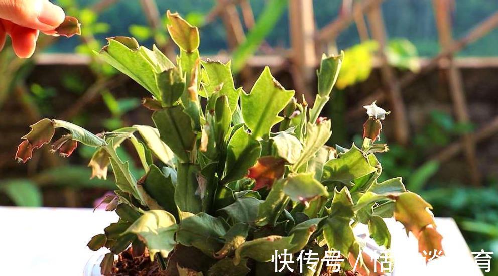 烂根|秋冬蟹爪兰叶片软软的,教你一个小技巧,叶片硬朗花开爆盆