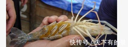 大虾入侵珠江,有人钓起一只发现满腹虾卵,这是要开始繁殖?