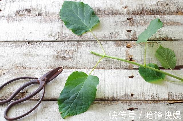 到了秋天只能扦插这4种花,剪根枝条能生根,来年开花香满屋