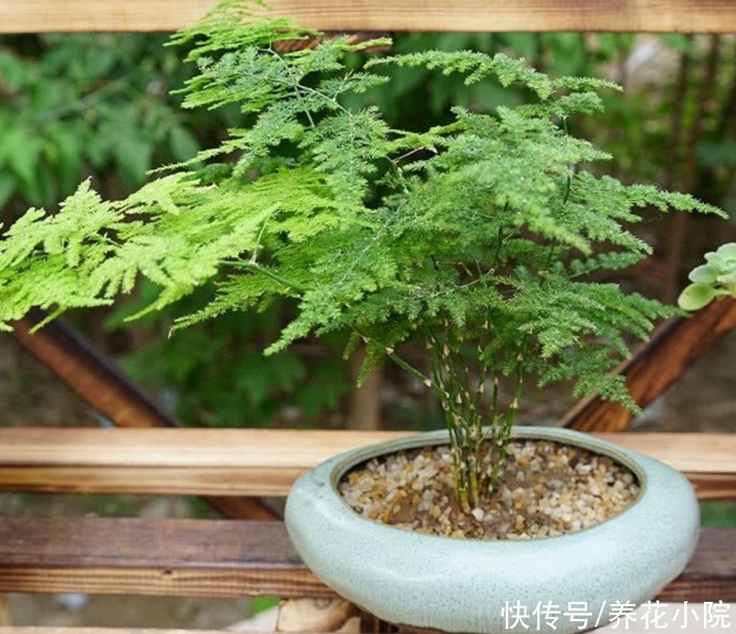 生长期|6种清新小绿植,摆放在室内观赏,漂亮大方,空气好