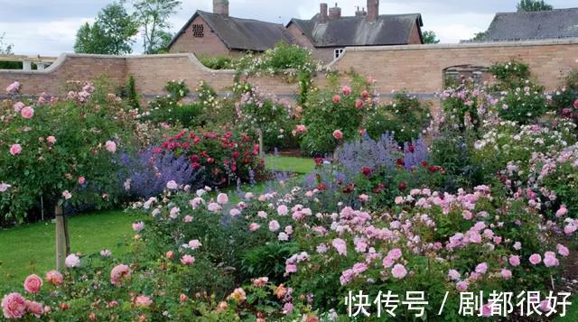 爬藤植物|花开一面墙,花落一路香,一棵爬藤植物的花海