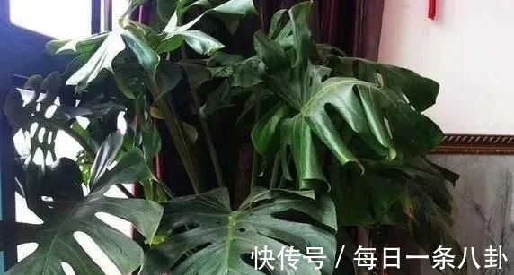 这3种“植物”哪怕再“贵”也要买,客厅养一盆,生活更健康