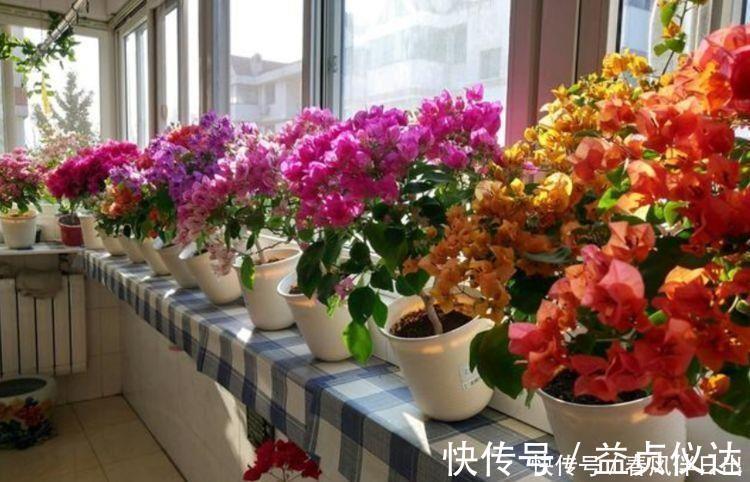 星形花|4种花很漂亮,漂亮又好闻,全年开花不断,好养易爆盆